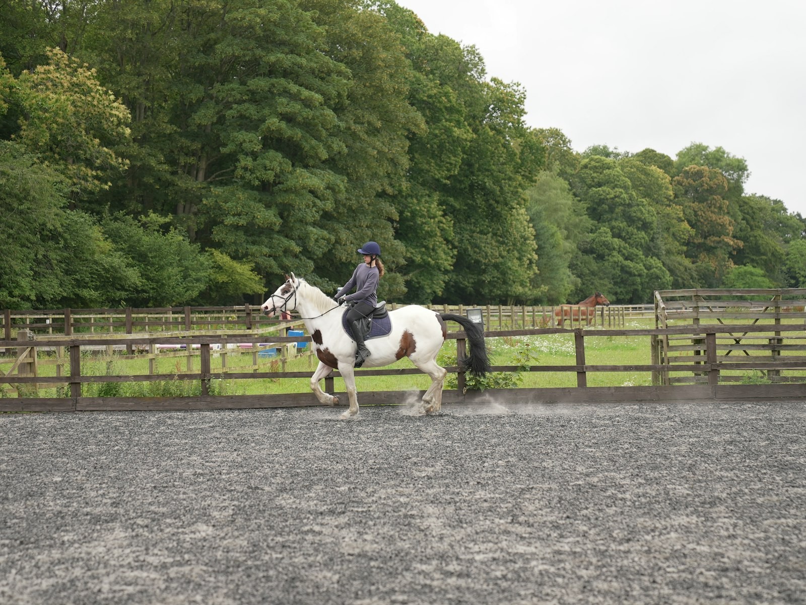 Horse arena cleaning in North Queensland